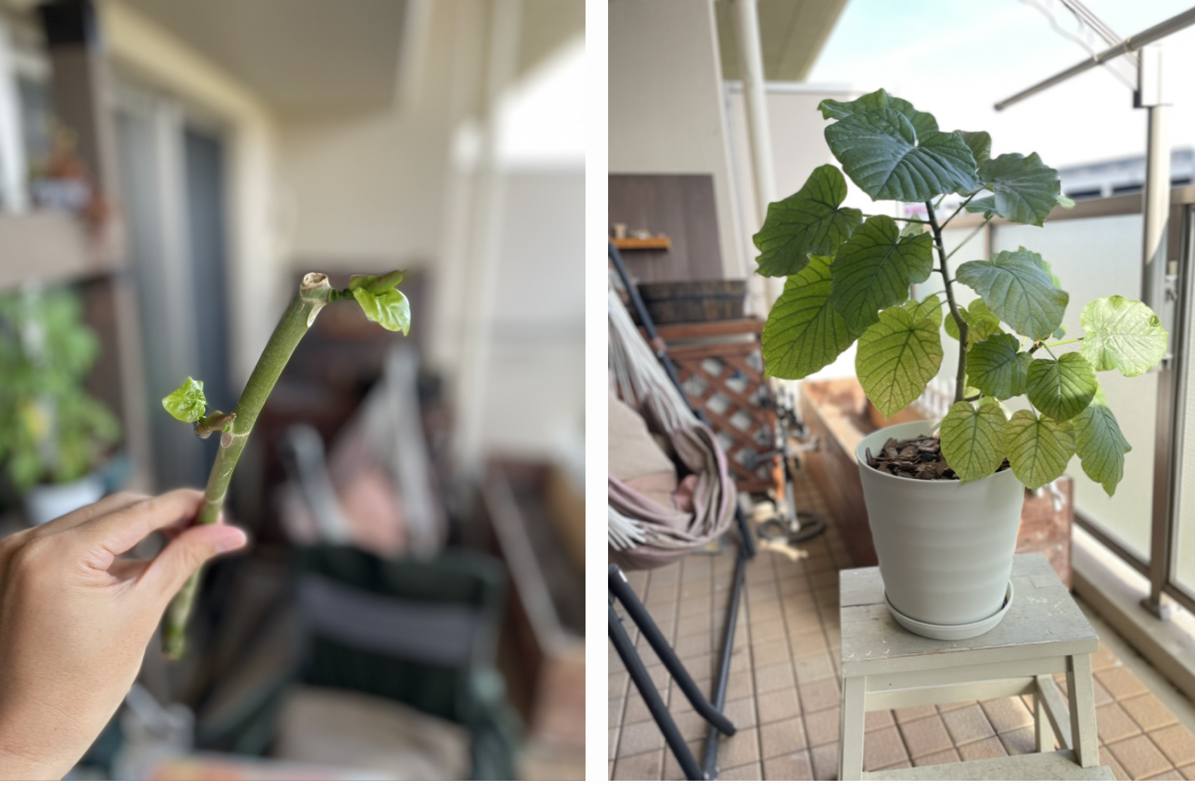 観葉植物初心者必見！ウンベラータの水挿しからの1年間の成長記録を 